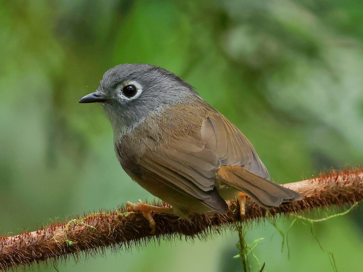 Morrison's Fulvetta - ML645588807