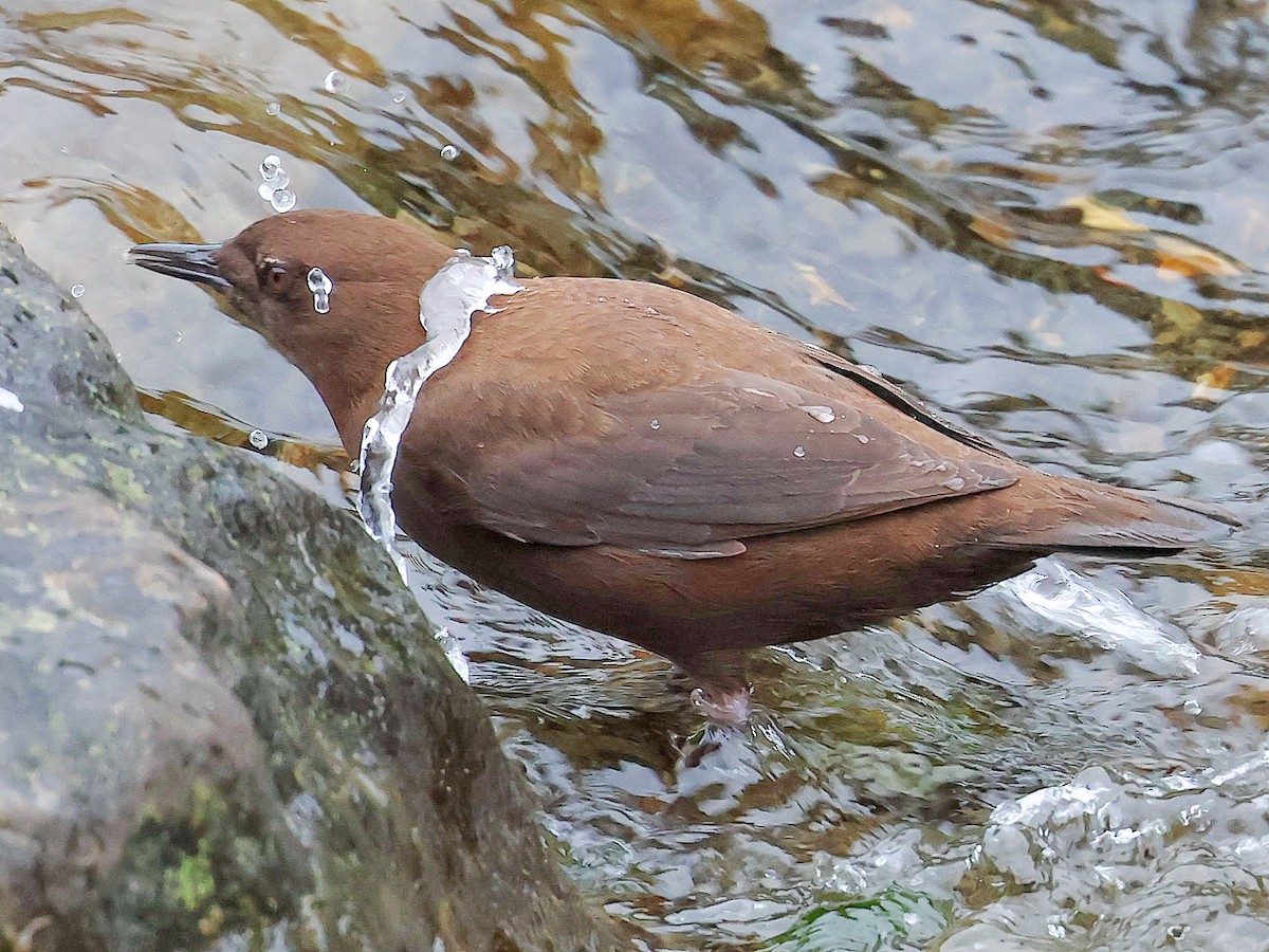 skorec asijský - ML645588808