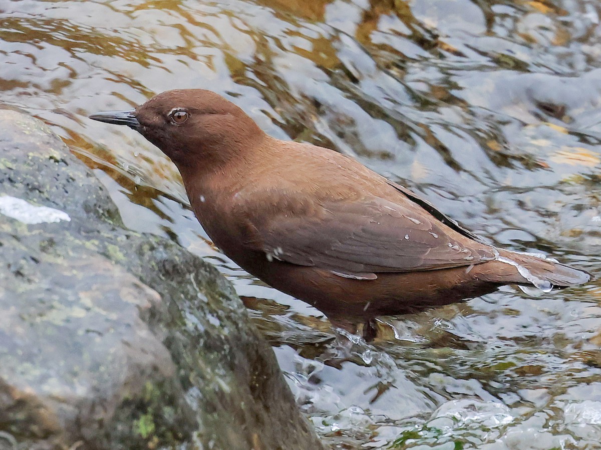 skorec asijský - ML645588809