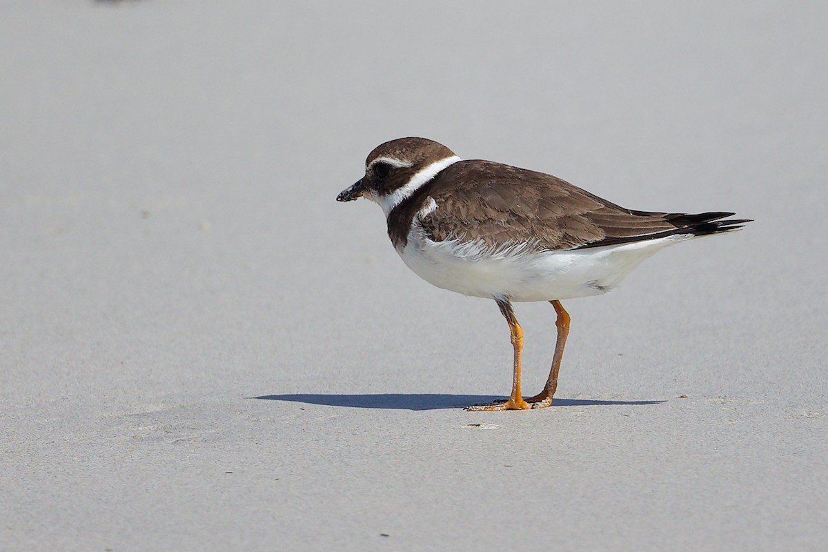 kulík písečný - ML645588810