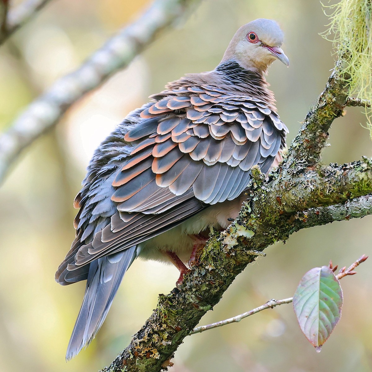 hrdlička východní - ML645588811