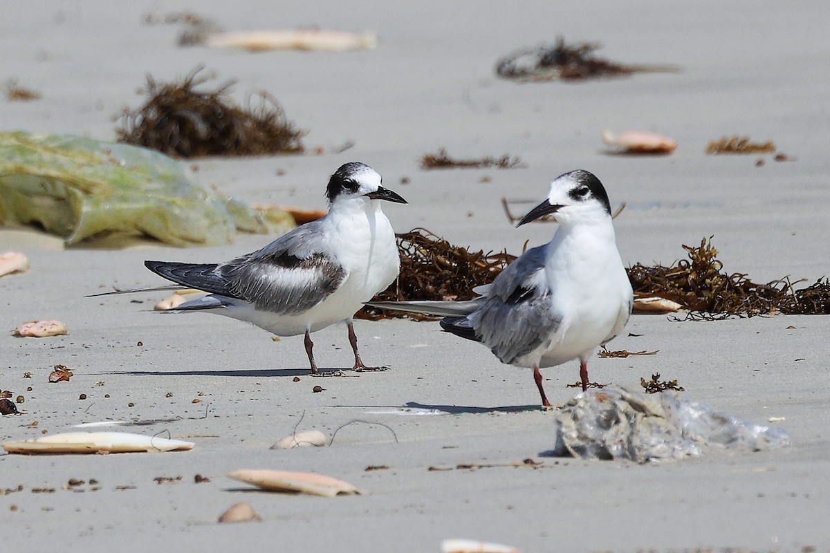 rybák obecný - ML645588812