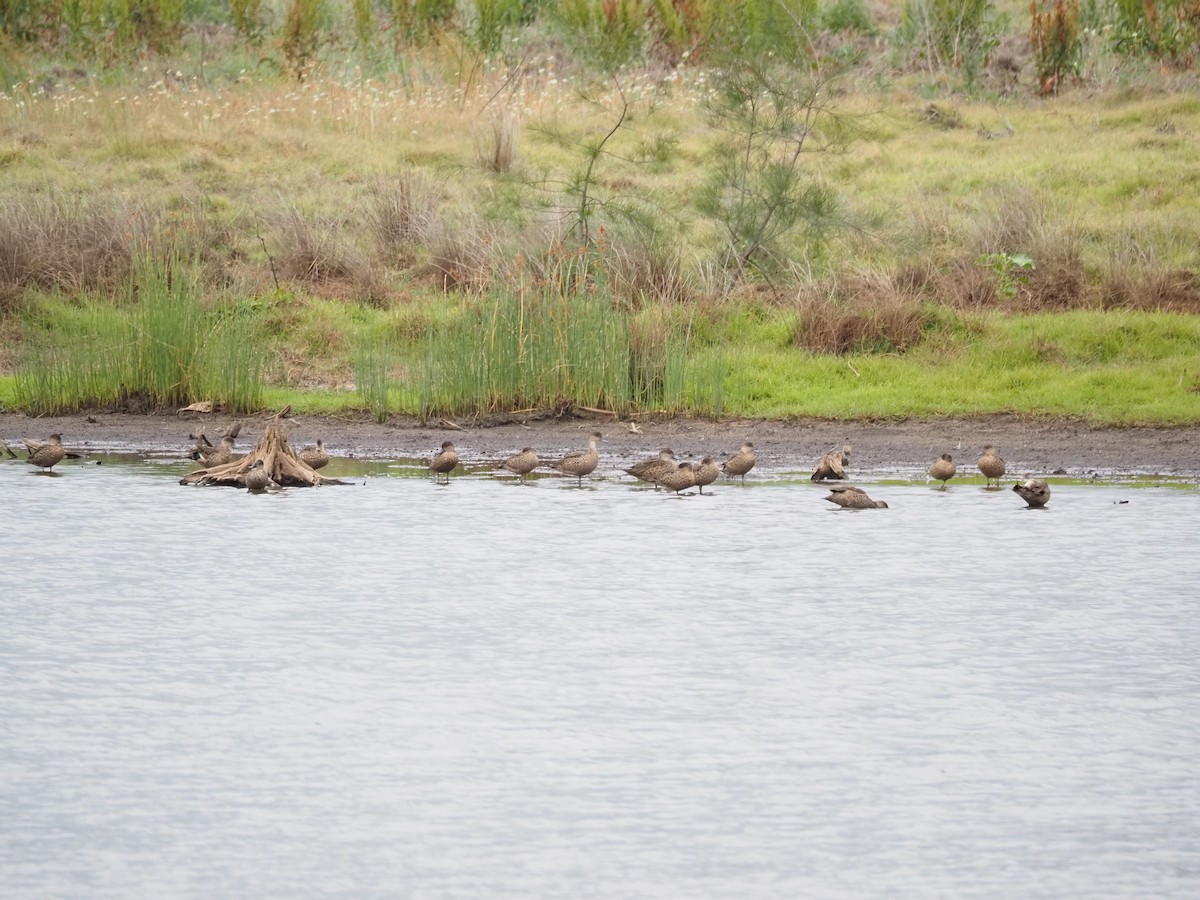 čírka bělohrdlá - ML645588813
