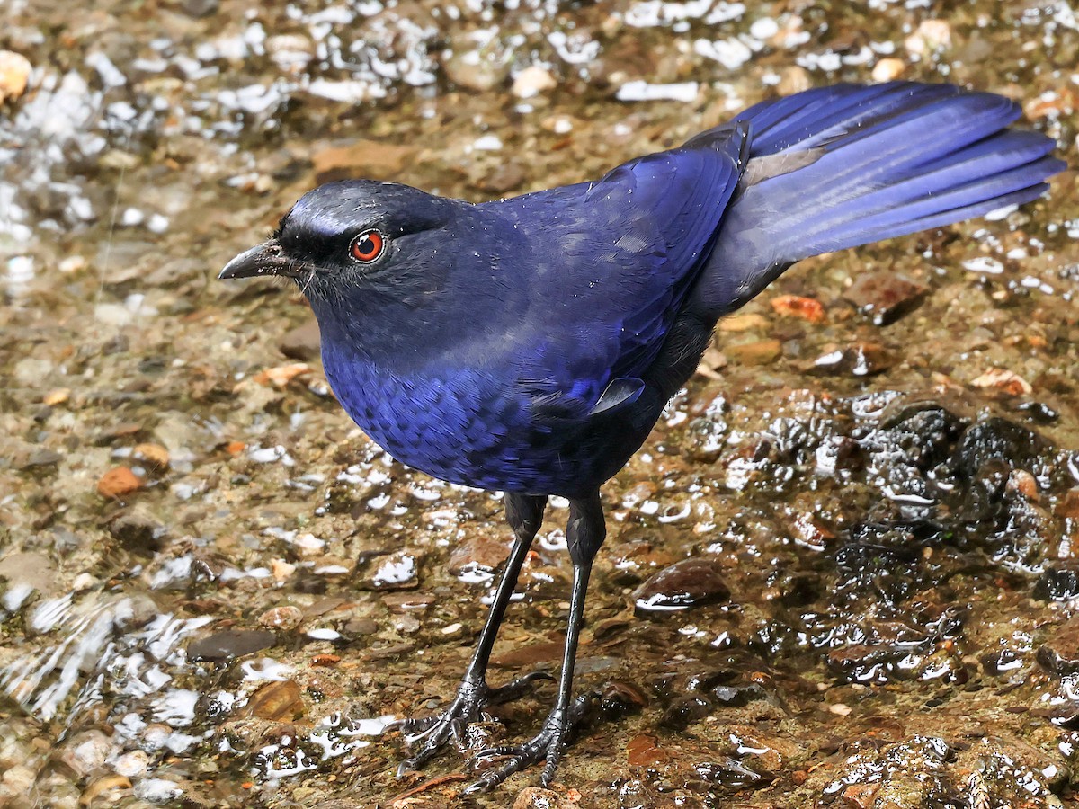 Taiwan Whistling-Thrush - ML645588815