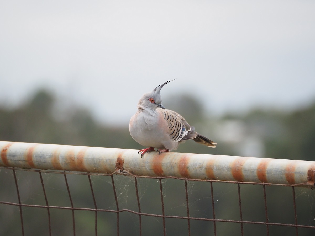 holub chocholatý - ML645588816