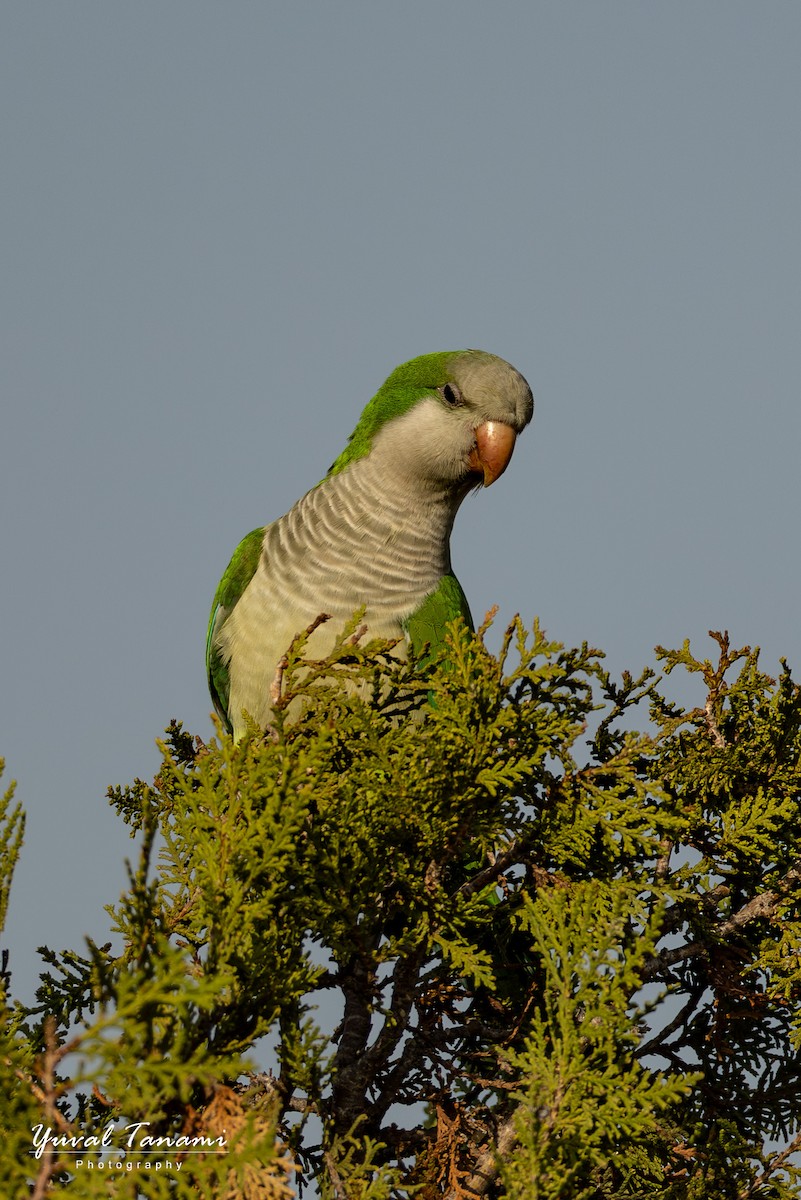 mníšek šedý - ML645588818