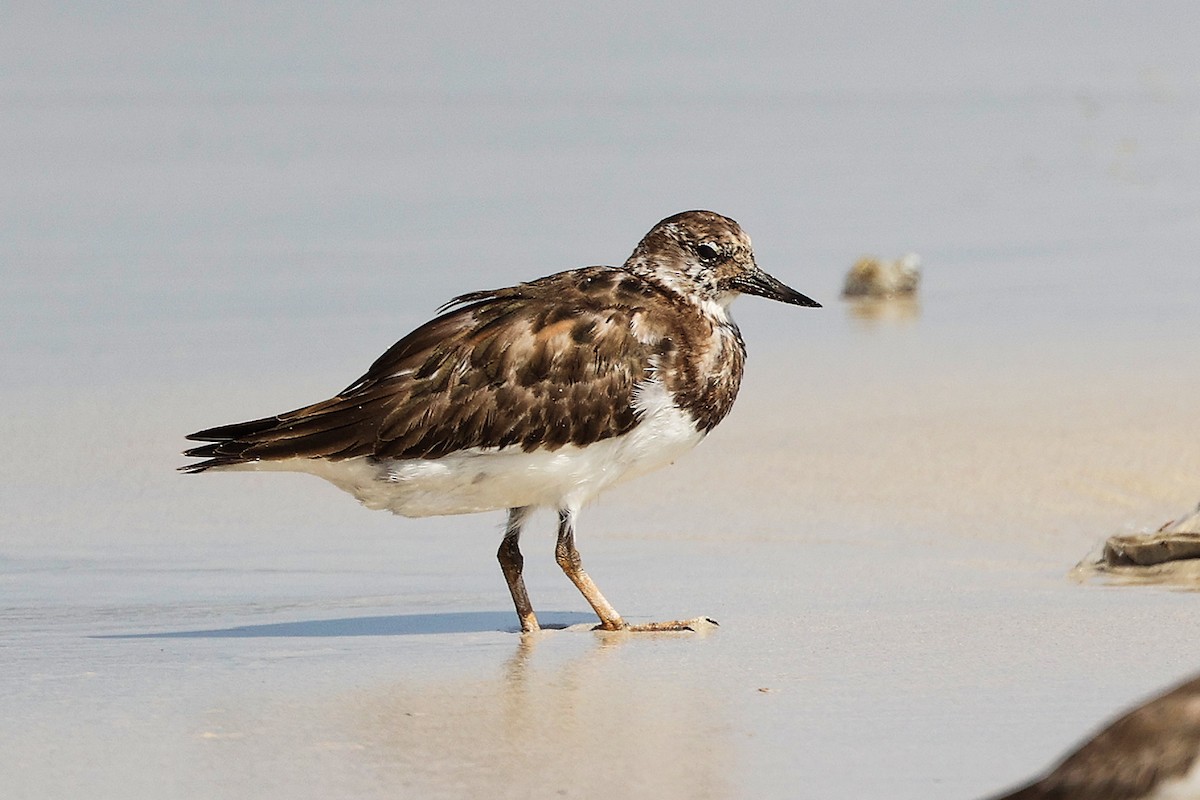 kamenáček pestrý - ML645588819