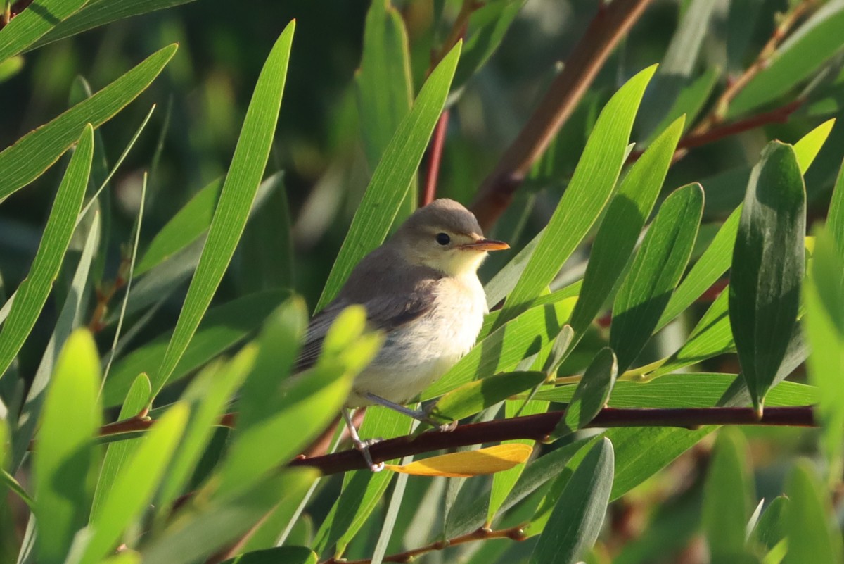 sedmihlásek švitořivý - ML645588820