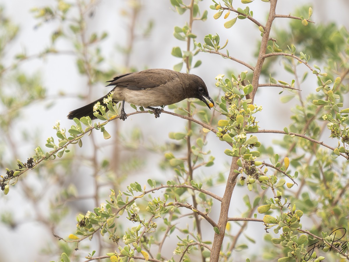 bulbul zahradní - ML645588821