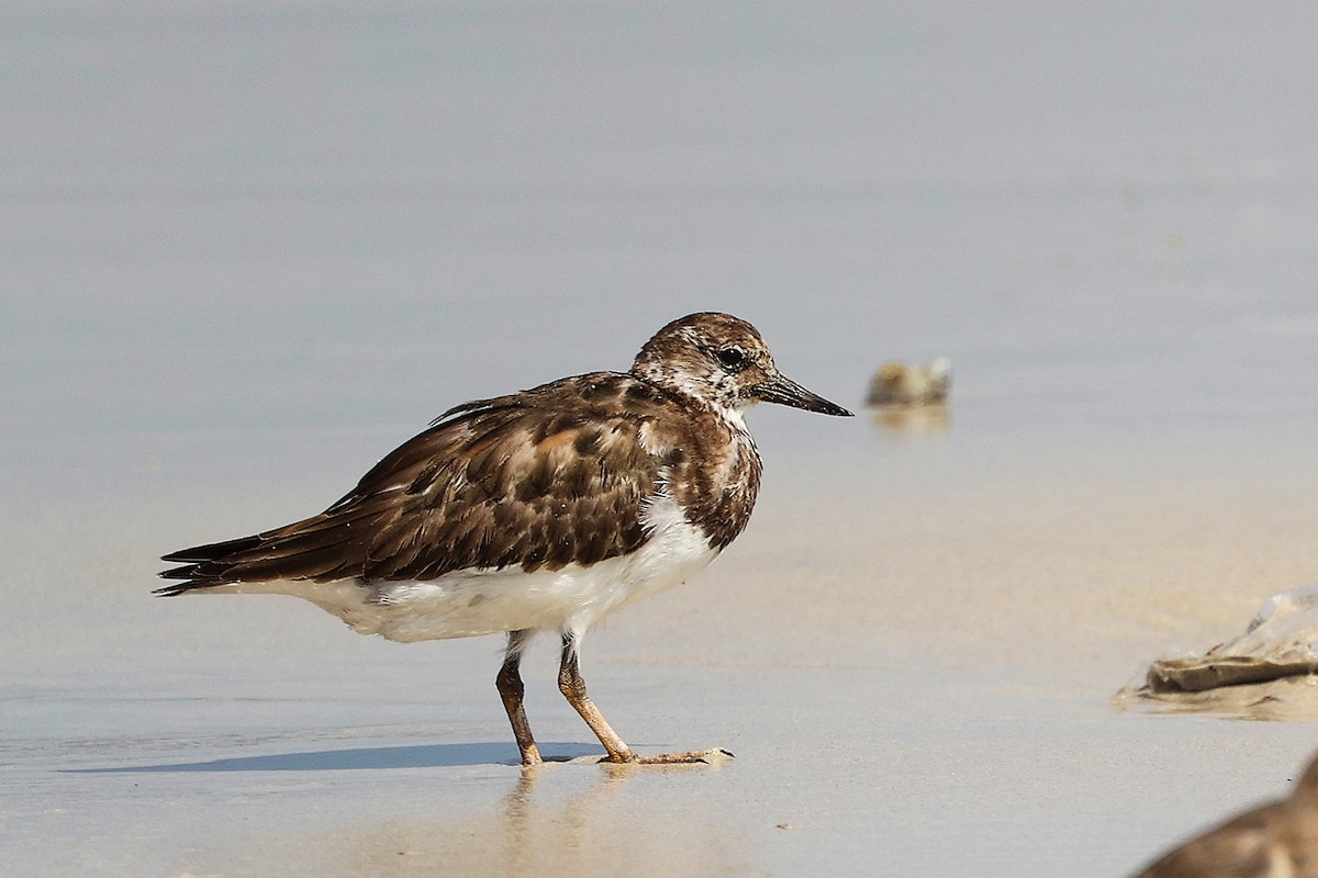 kamenáček pestrý - ML645588822