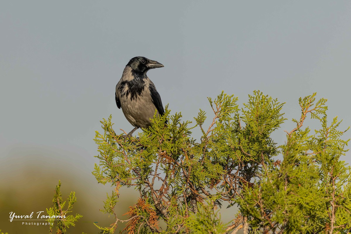 vrána šedá - ML645588823