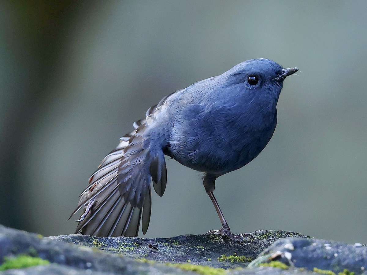 rehek bystřinný - ML645588824