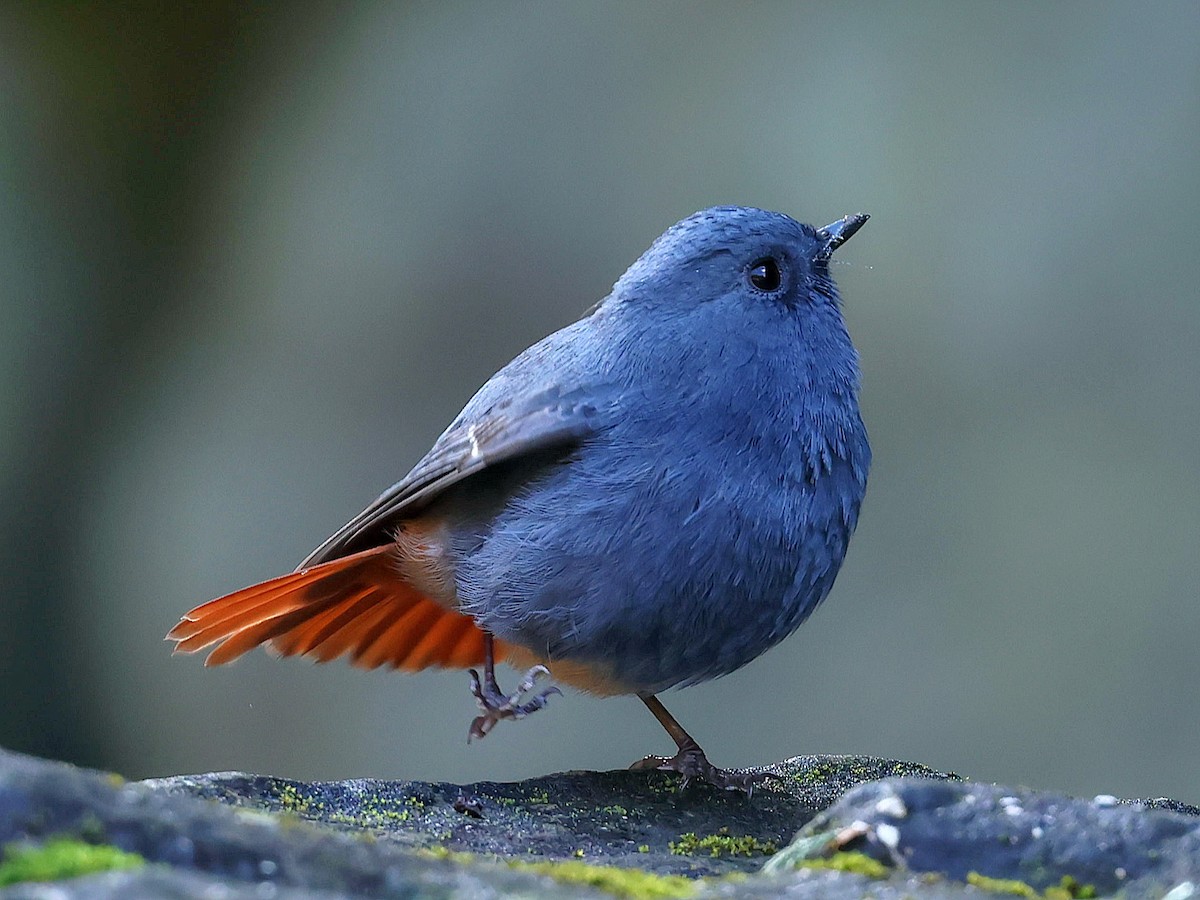 rehek bystřinný - ML645588825