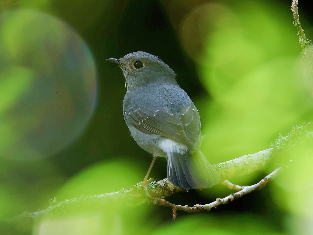 rehek bystřinný - ML645588826