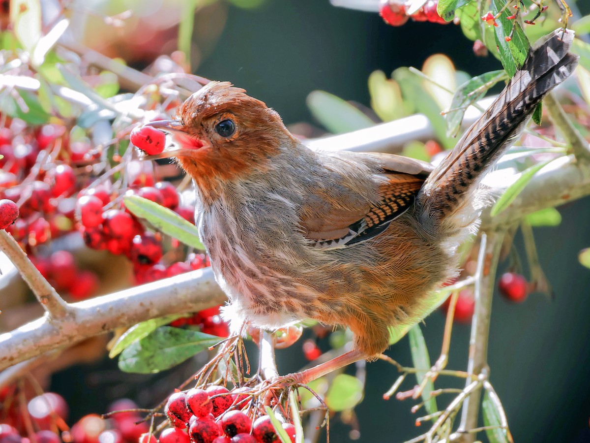 Taiwan Barwing - ML645588828