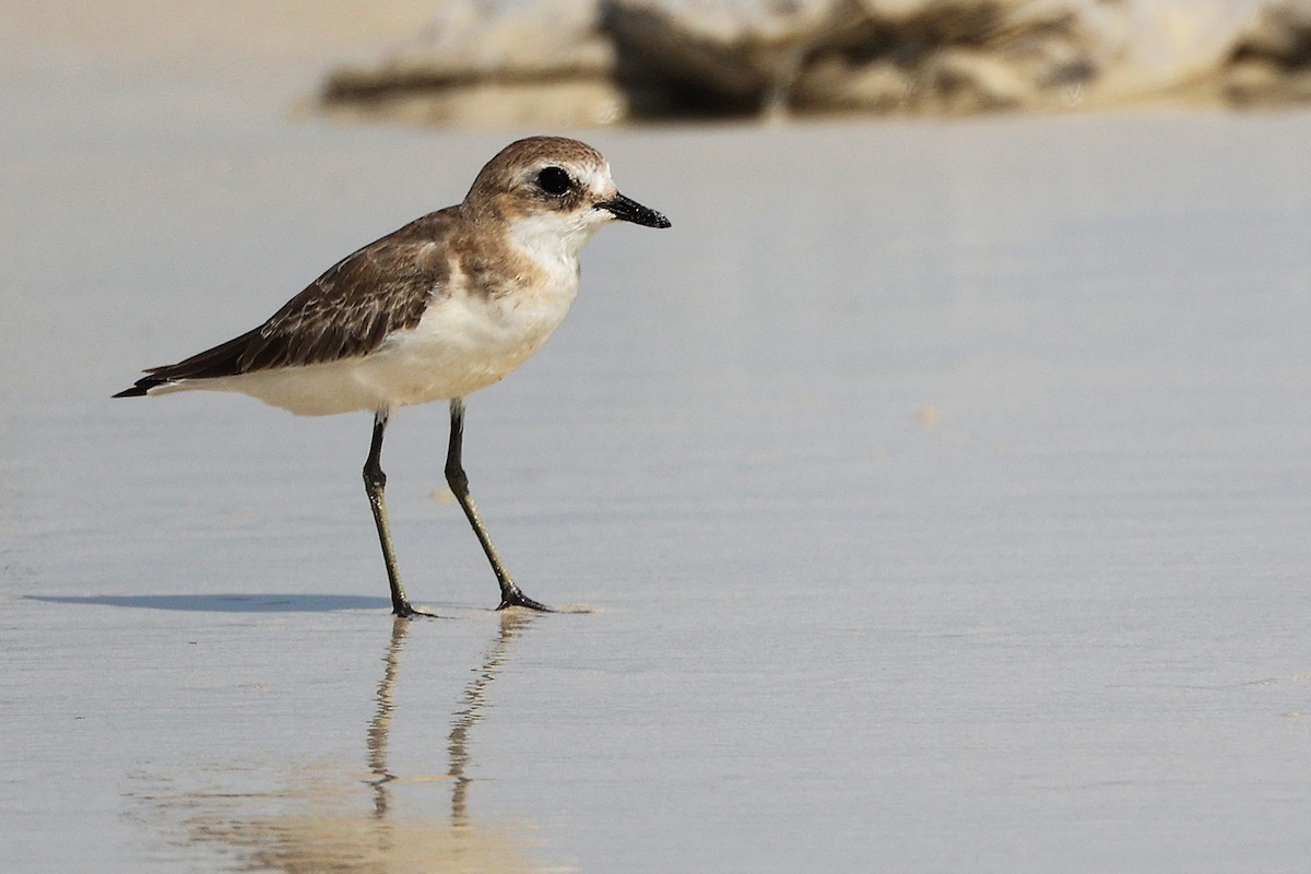 Tibetan Sand-Plover - ML645588829