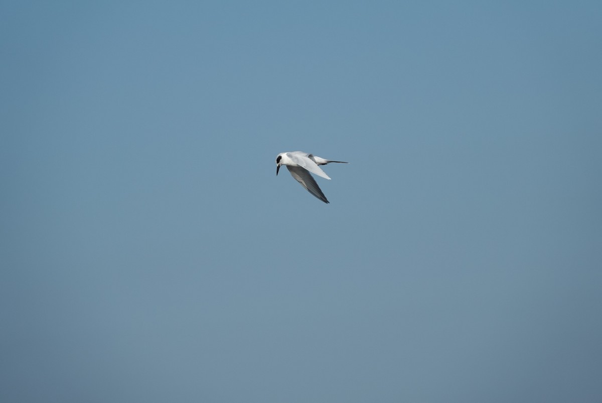 rybák severoamerický - ML645588832