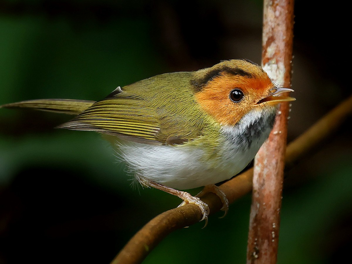 Rufous-faced Warbler - ML645588833
