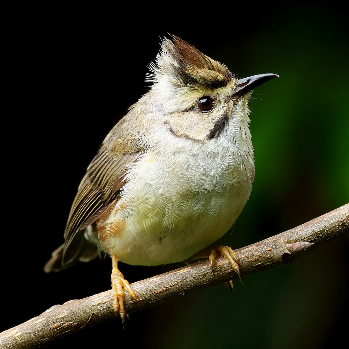 Taiwan Yuhina - ML645588834