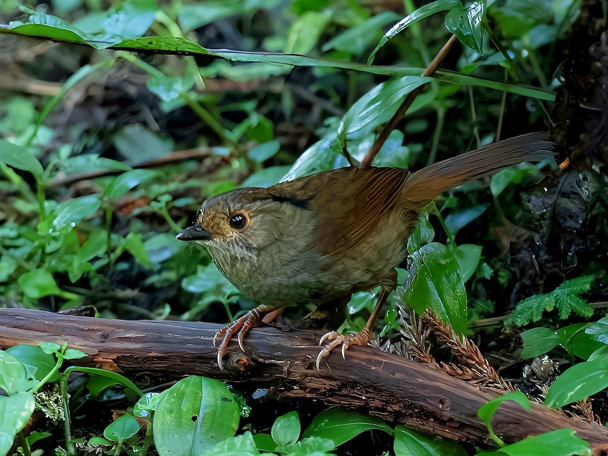 Pseudominla de Gould - ML645588836