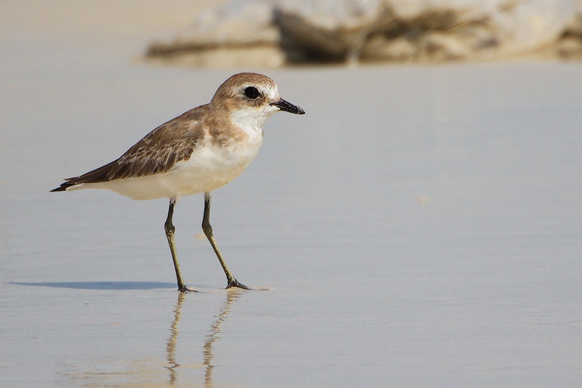 Tibetan Sand-Plover - ML645588840