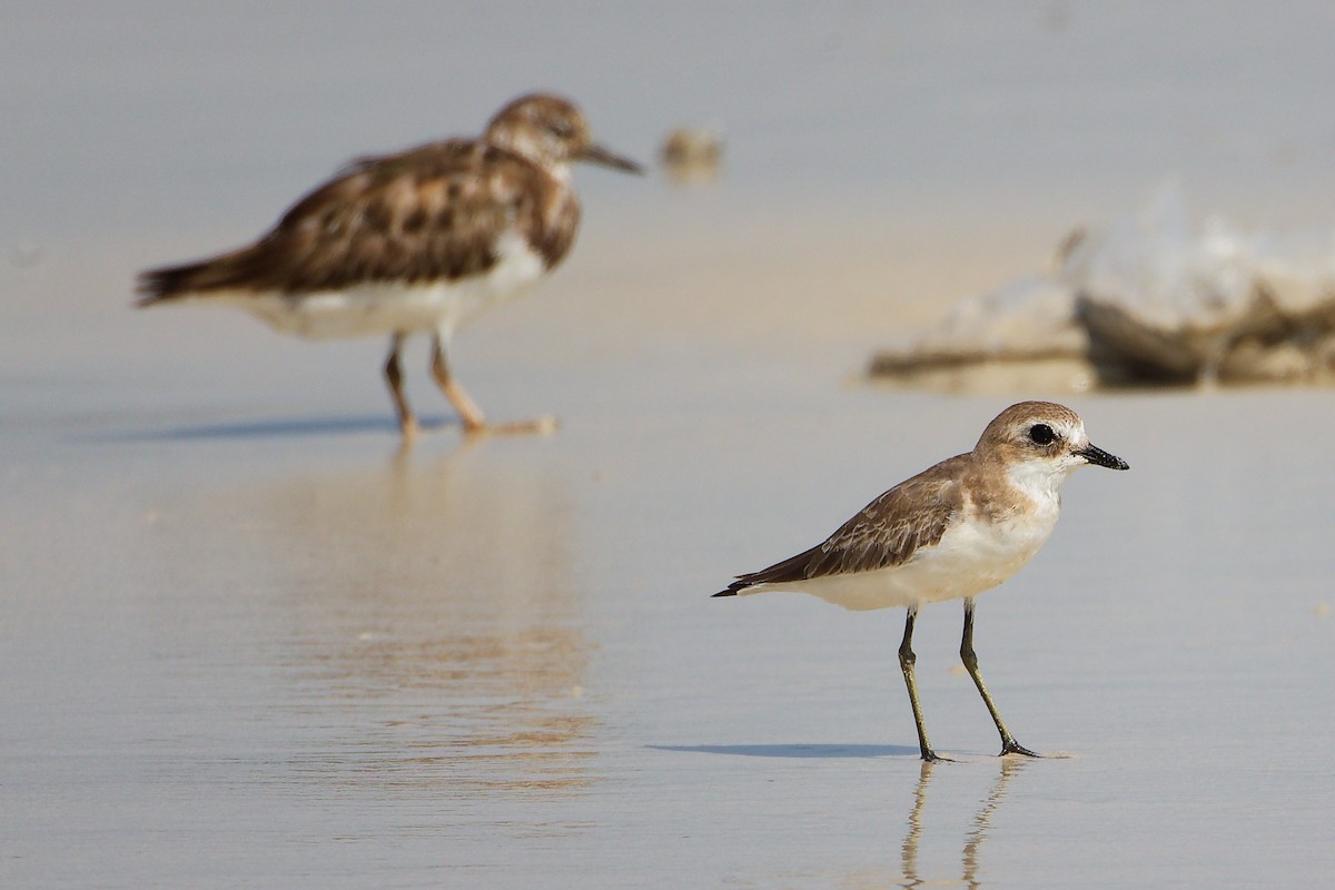 Tibetan Sand-Plover - ML645588841