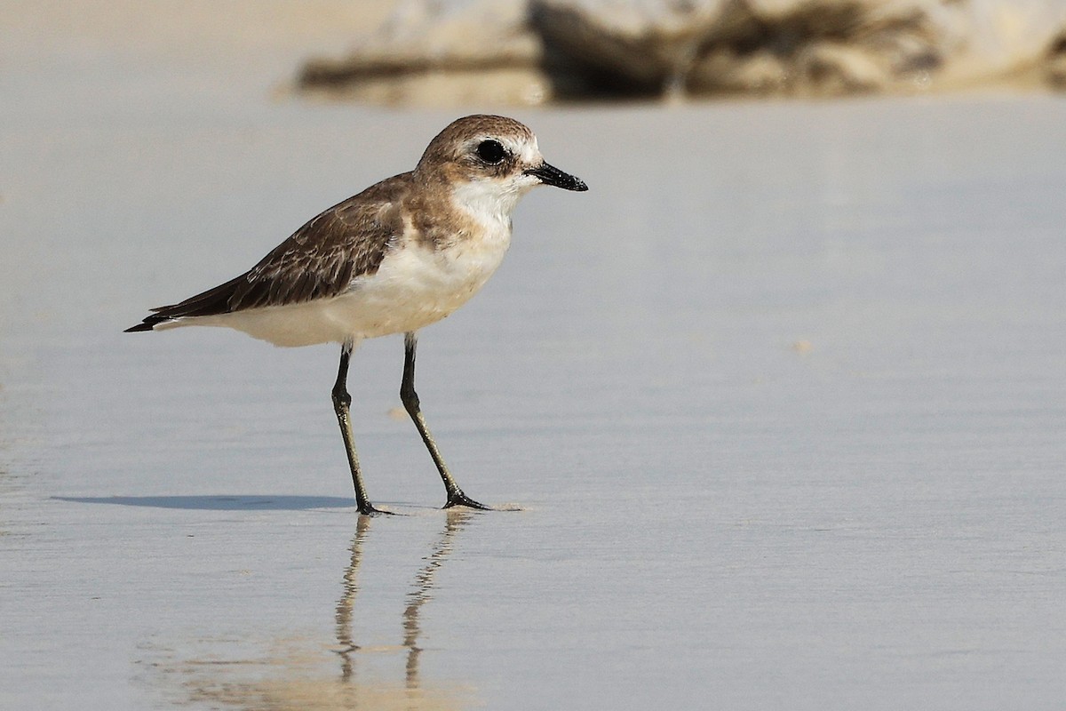 Tibetan Sand-Plover - ML645588843