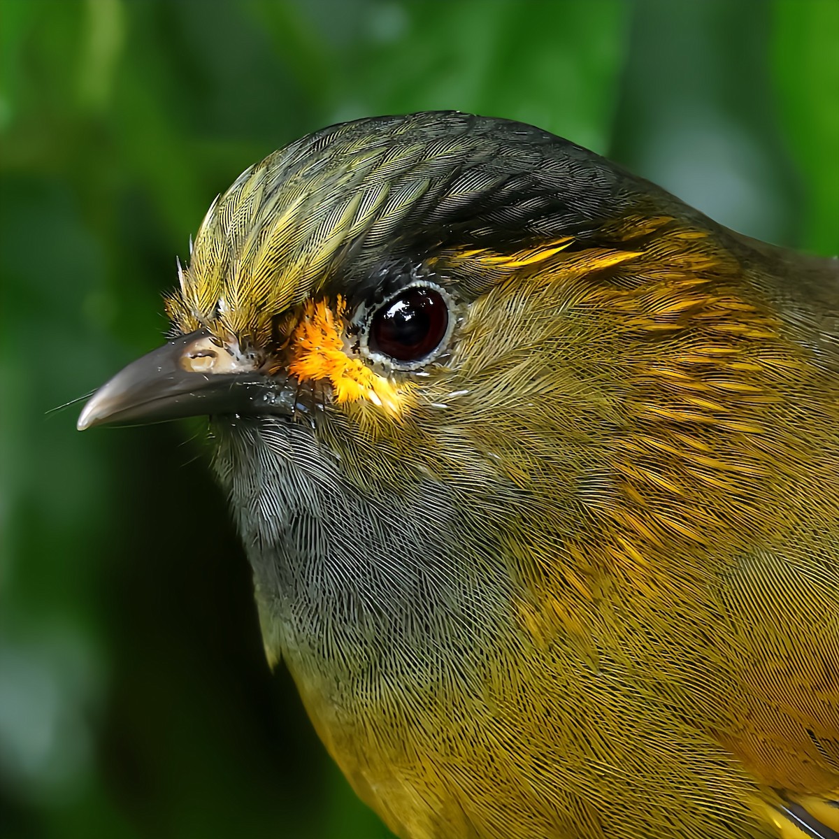 Taiwan Liocichla - ML645588848