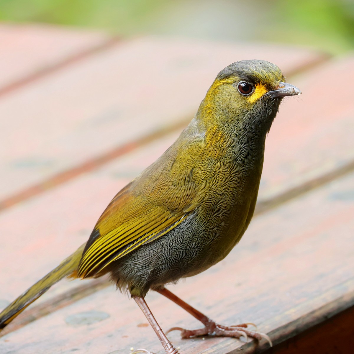 Taiwan Liocichla - ML645588849