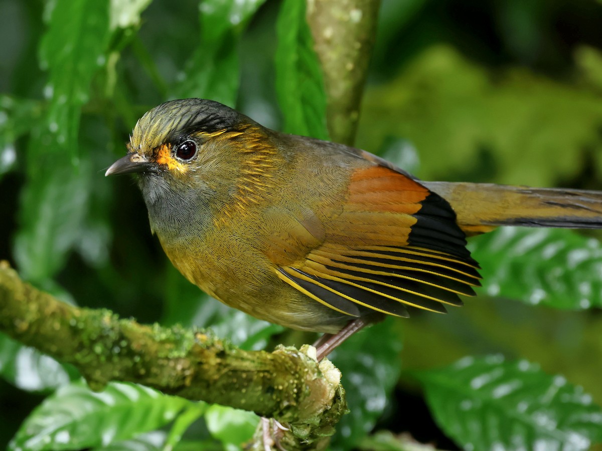 Taiwan Liocichla - ML645588850