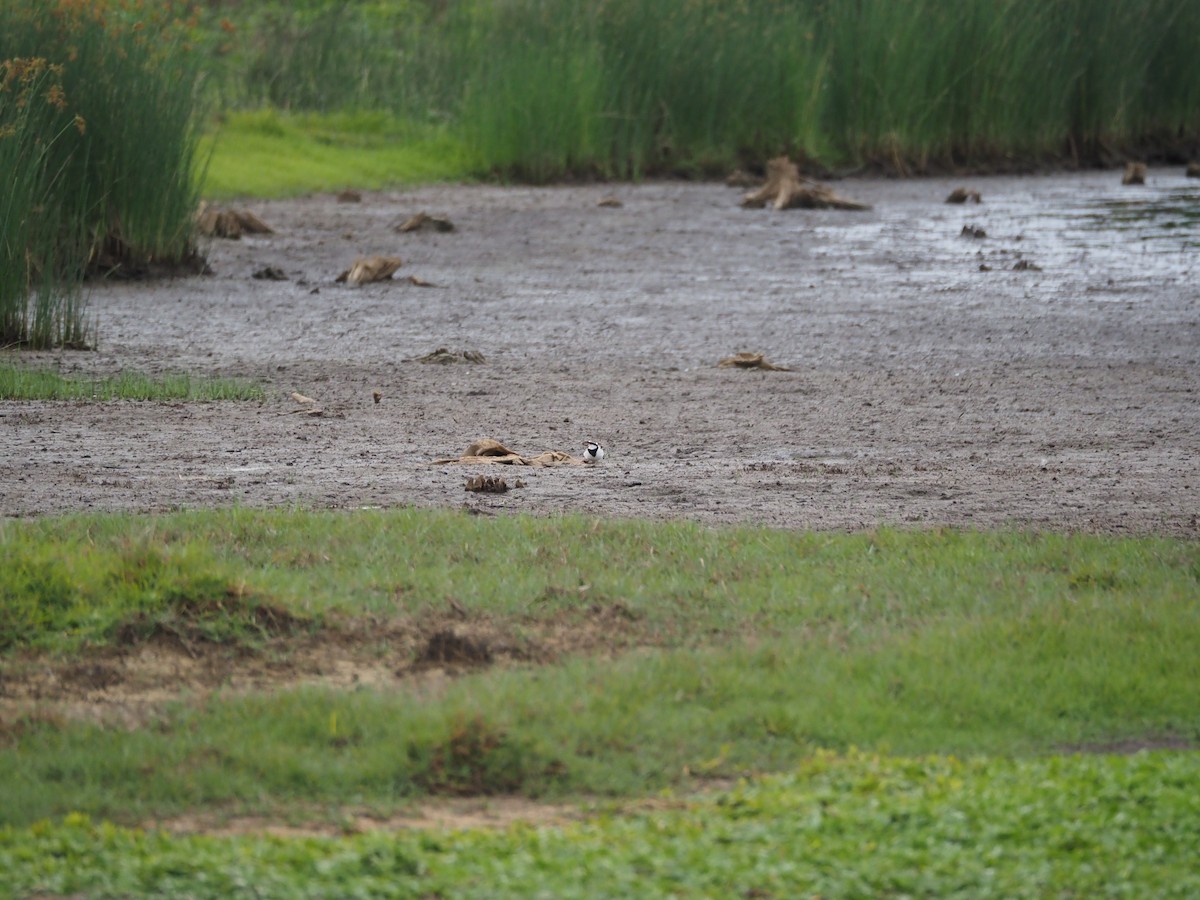 Black-fronted Dotterel - ML645588853
