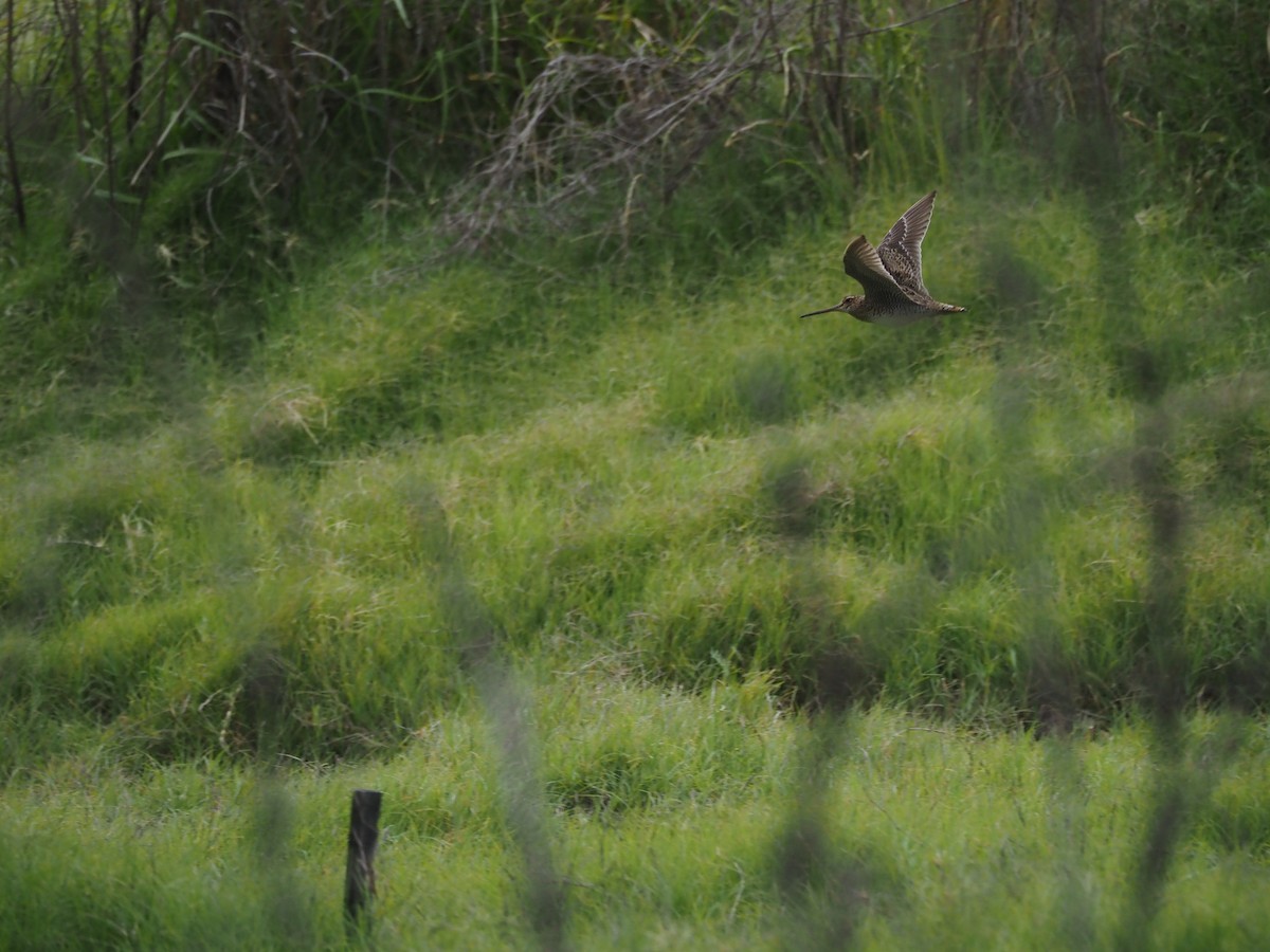 Latham's Snipe - ML645588861