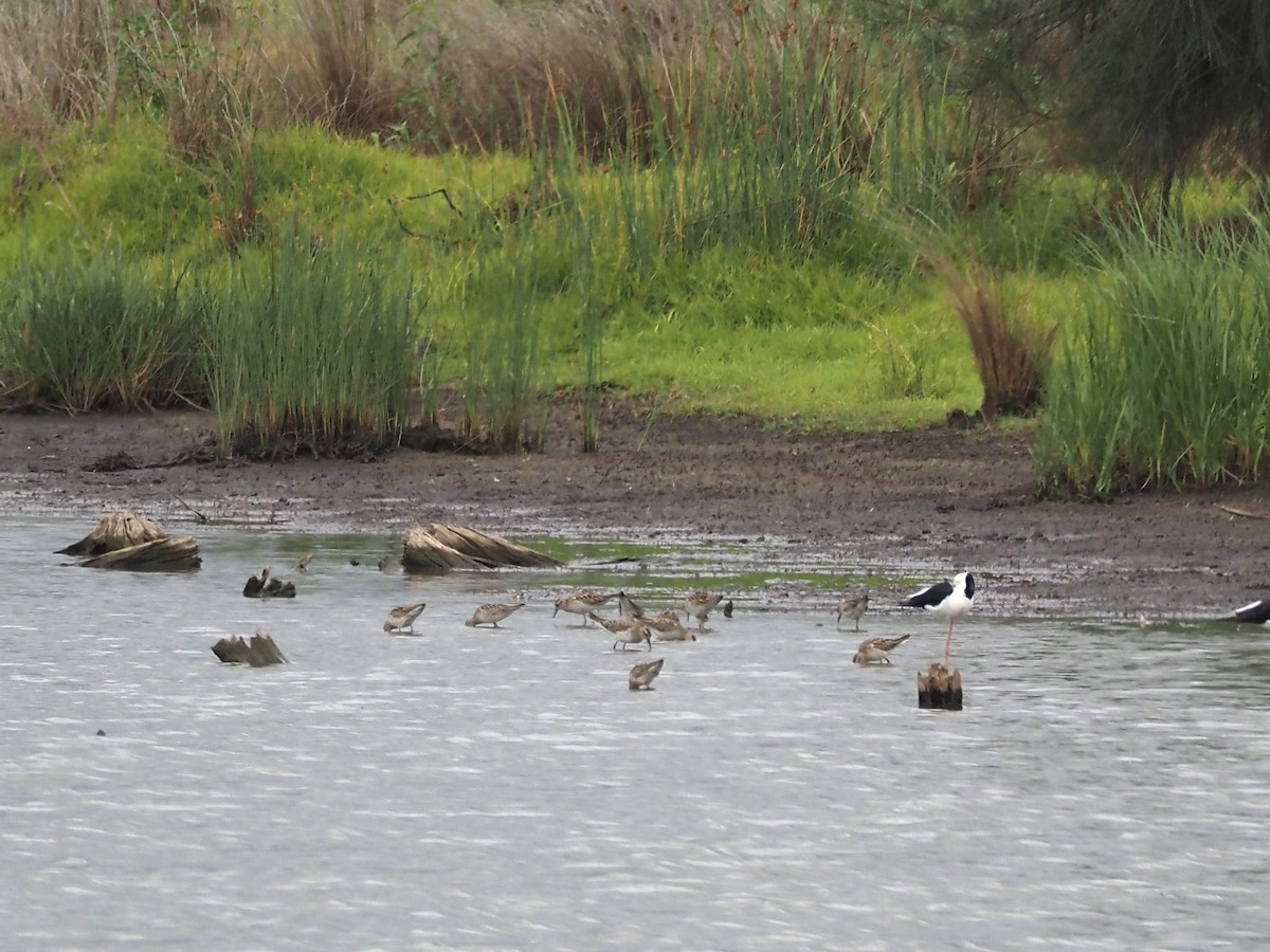 Sharp-tailed Sandpiper - ML645588868