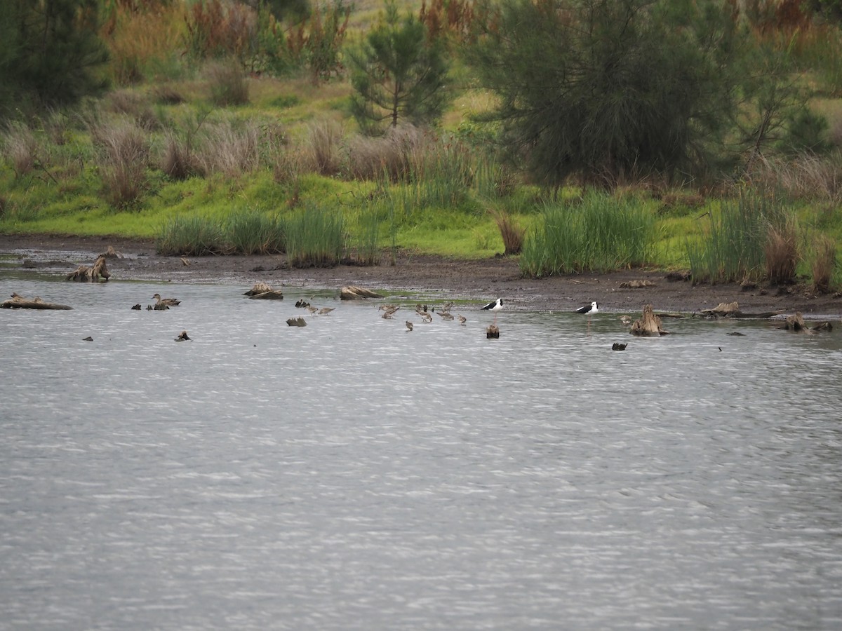Sharp-tailed Sandpiper - ML645588869
