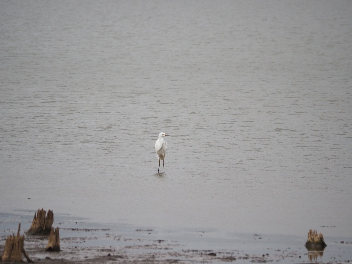 Little Egret - ML645588873