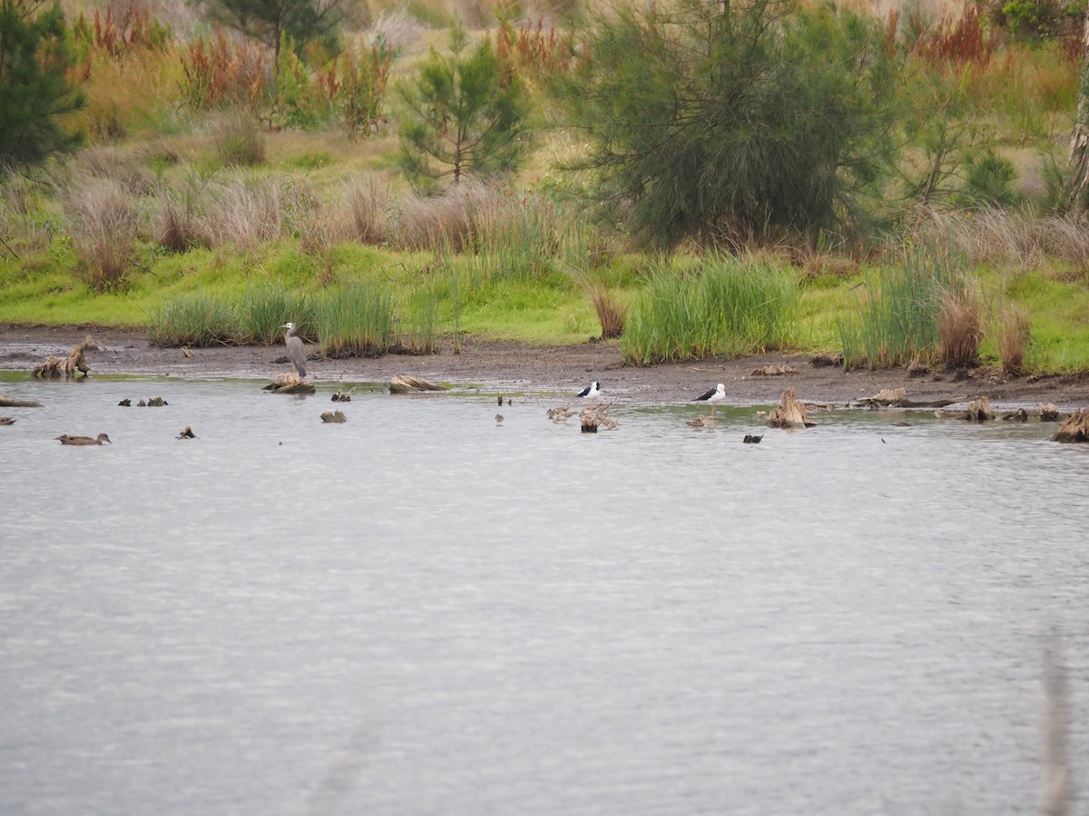 White-faced Heron - ML645588874