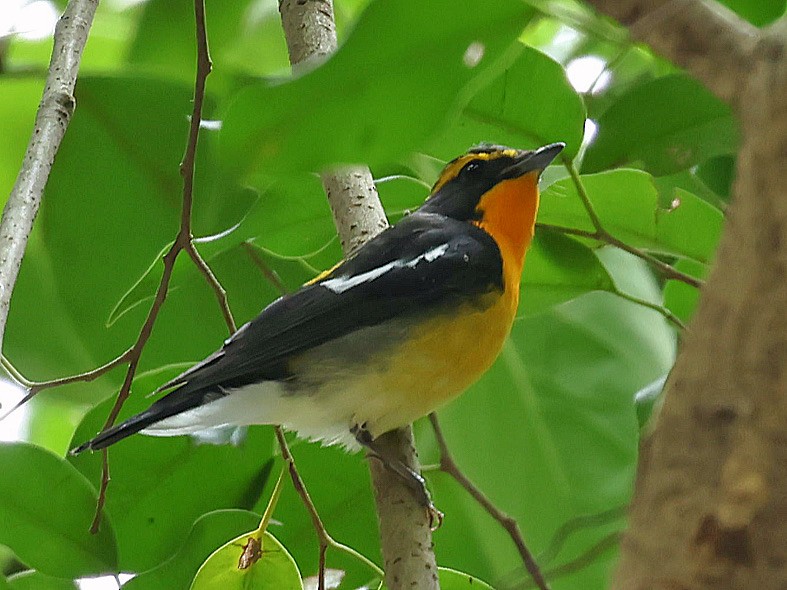 Narcissus Flycatcher - ML645588876
