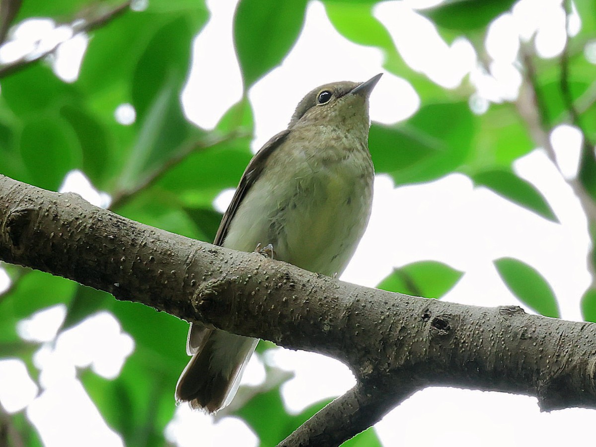 Narcissus Flycatcher - ML645588877