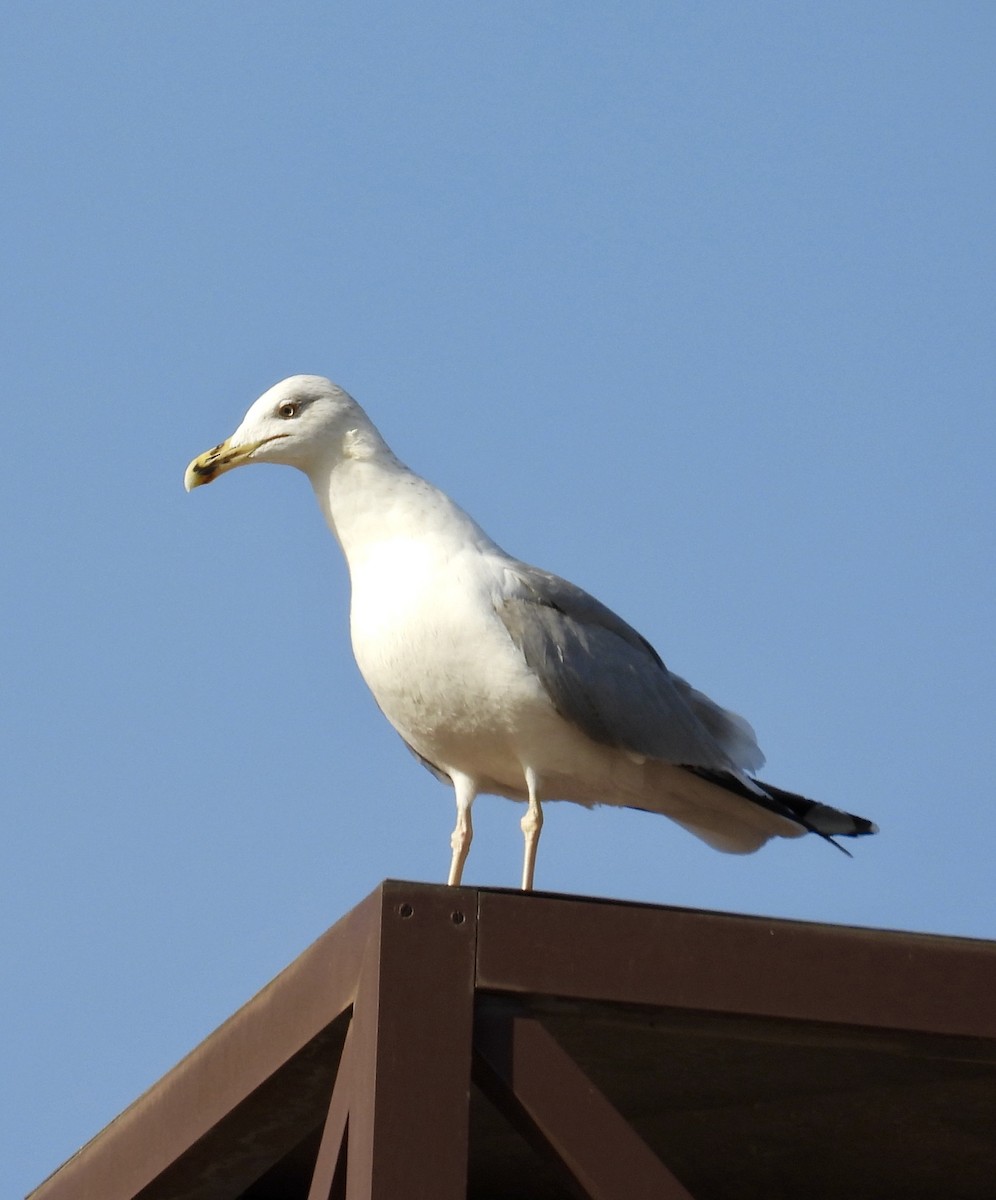 Yellow-legged Gull - ML645588880