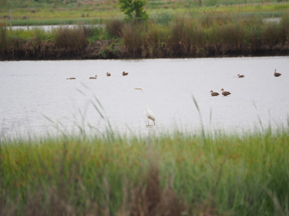 Plumed Egret - ML645588884