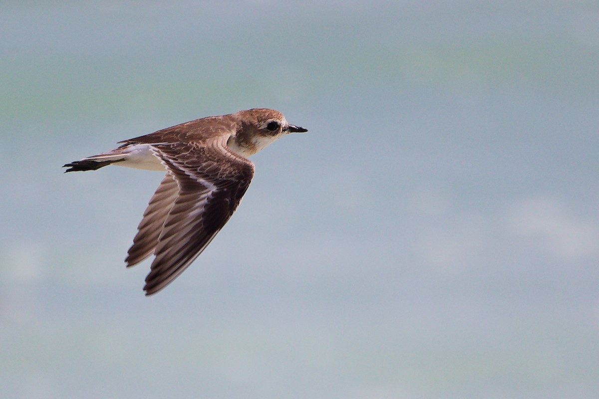 Tibetan Sand-Plover - ML645588889