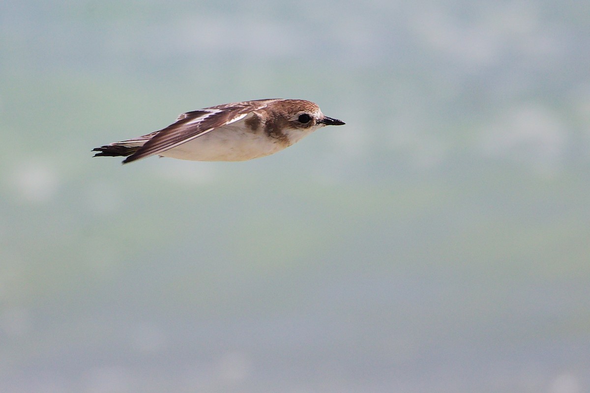Tibetan Sand-Plover - ML645588891