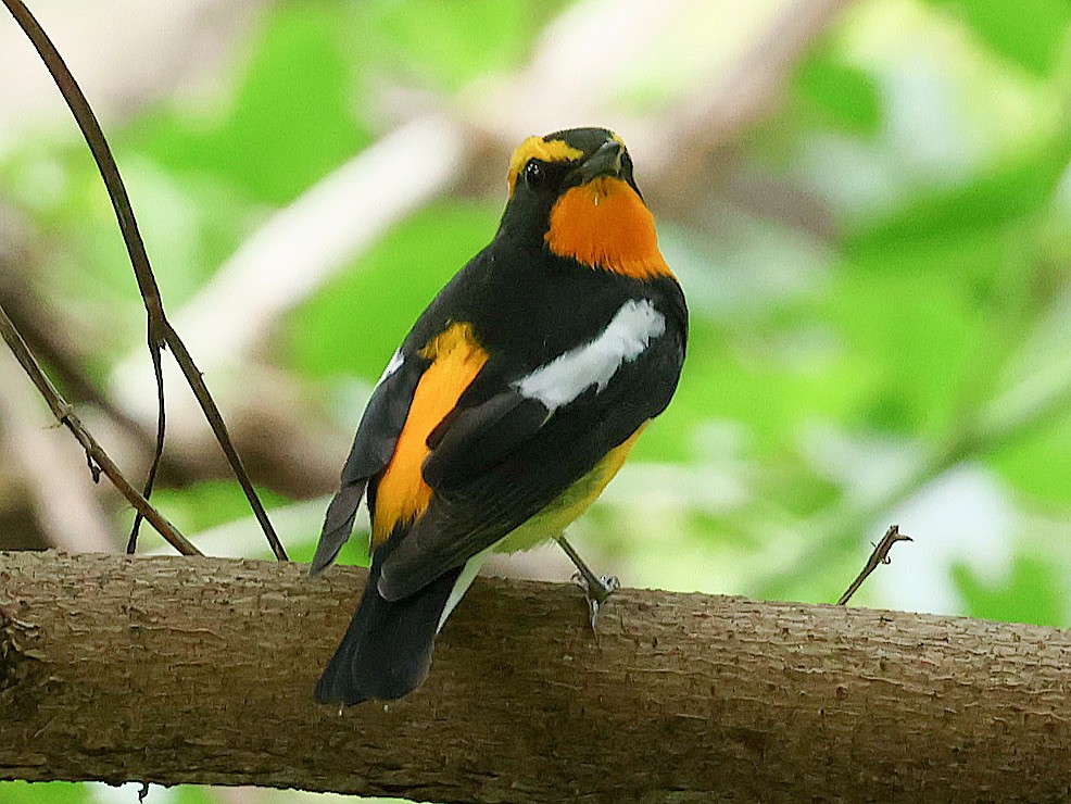Narcissus Flycatcher - ML645588897