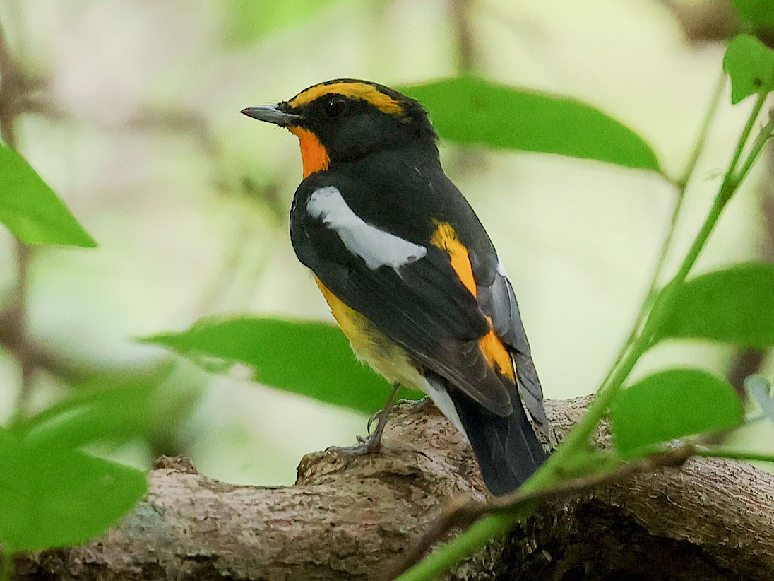 Narcissus Flycatcher - ML645588898