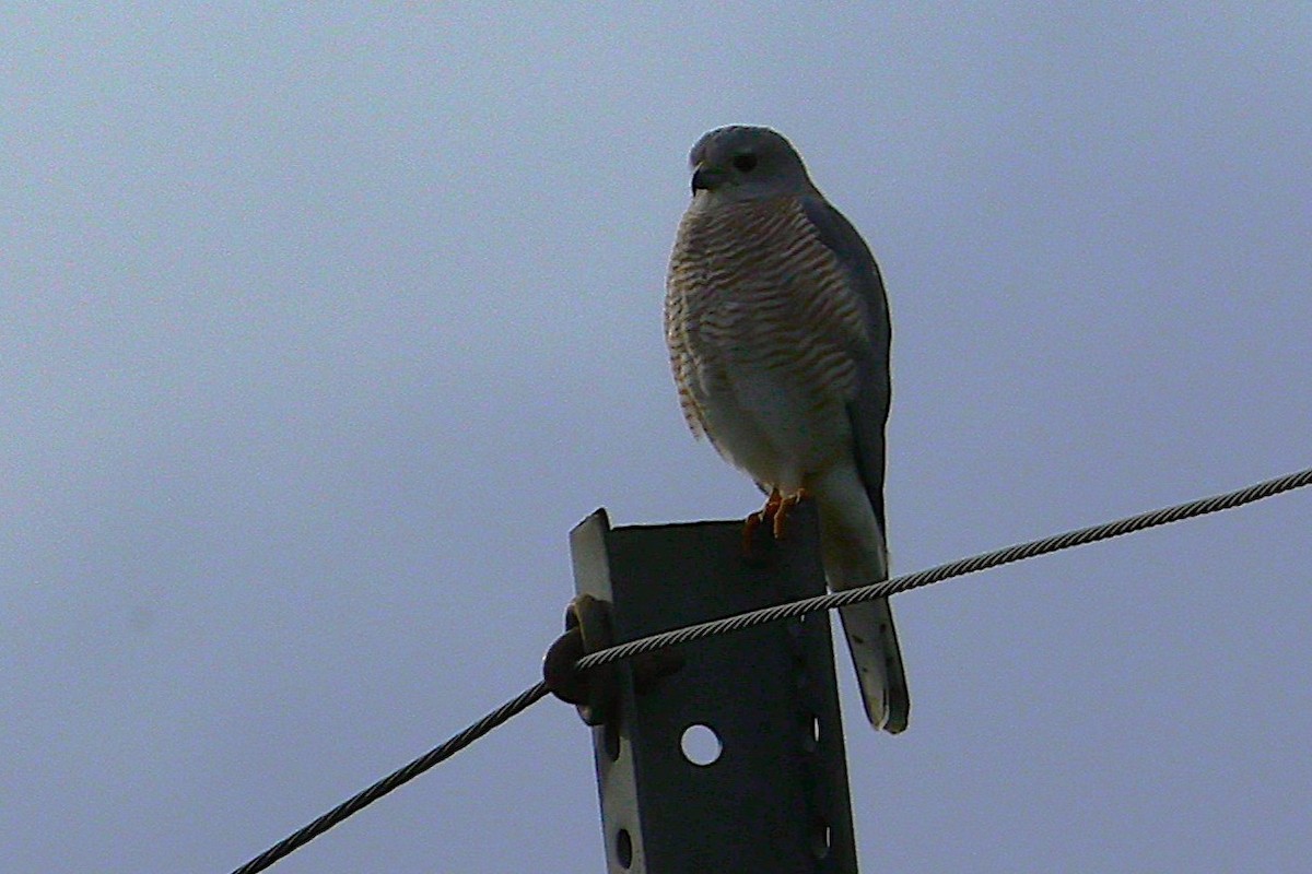 Shikra - ML645588899