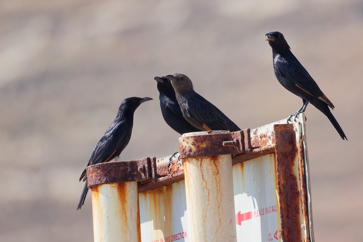 Tristram's Starling - ML645588900