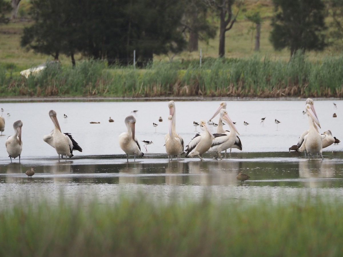 Australian Pelican - ML645588901