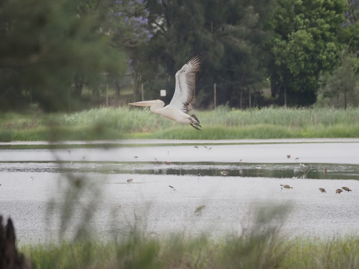 Australian Pelican - ML645588902