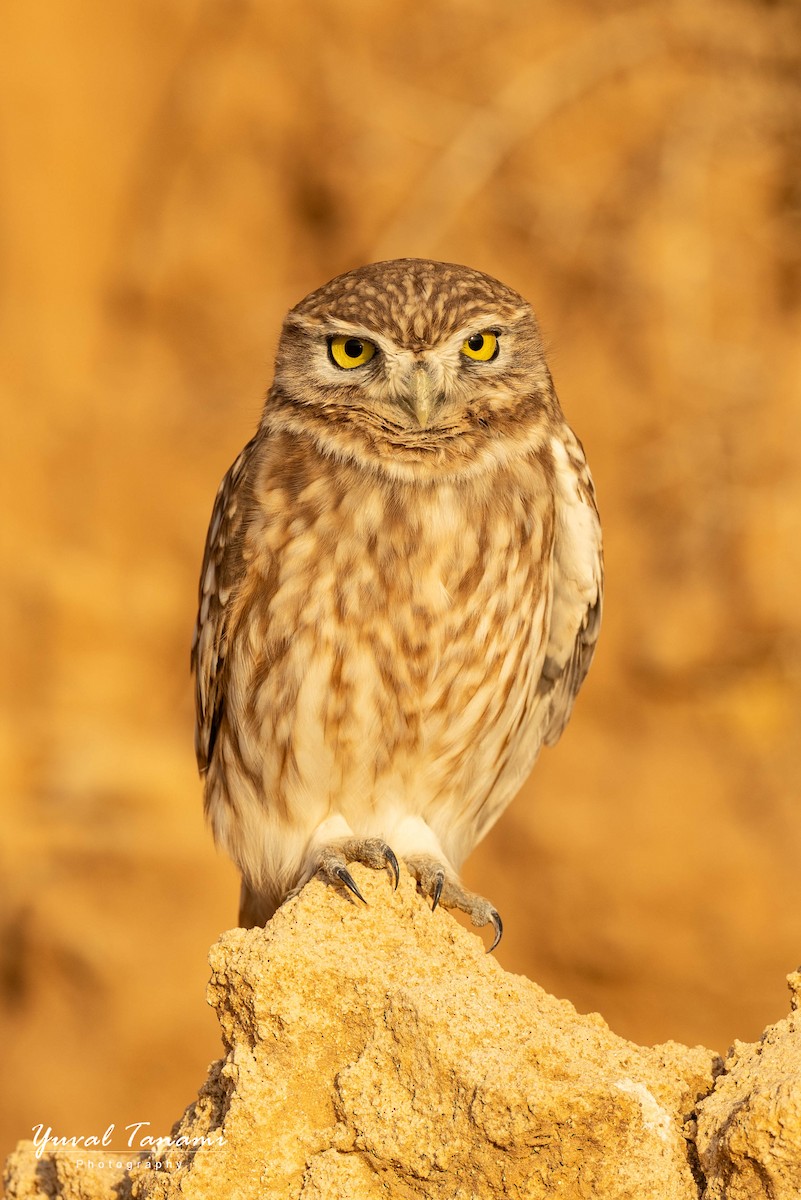 Little Owl - ML645588903