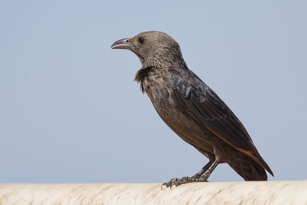Tristram's Starling - ML645588906